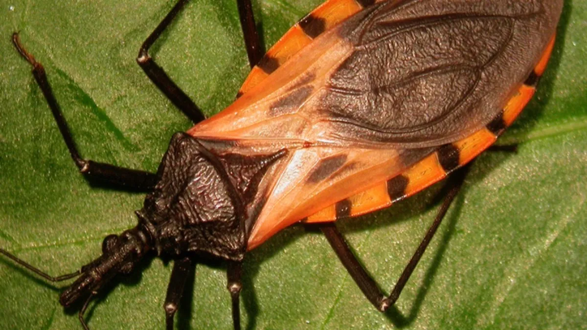 Ejemplar adulto de vinchuca Triatoma dimidiata, de cuerpo negro con bordes anaranjados, sobre una hoja verde