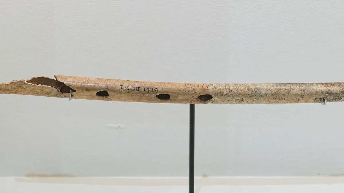Flauta de hueso del Paleolítico de la cueva de Isturitz, expuesta en un museo