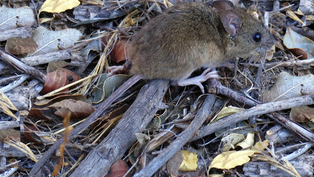 Ratón colilargo, roedor reservorio del virus Andes en el sur de Chile y Argentina, sobre una superficie de piedra