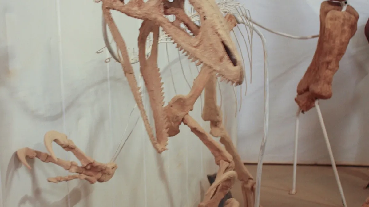 Esqueleto armado de Australovenator, un dinosaurio carnívoro megarraptor, en un museo