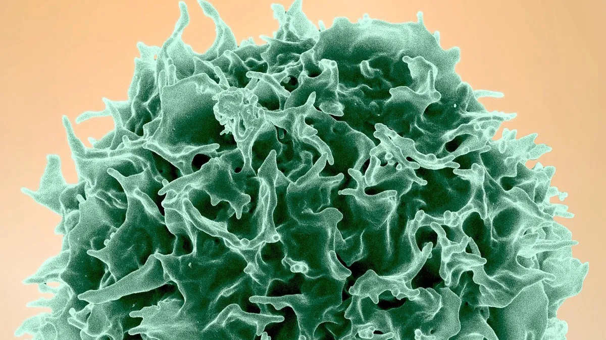 Micrografía electrónica de barrido coloreada de un linfocito T humano, de superficie rugosa