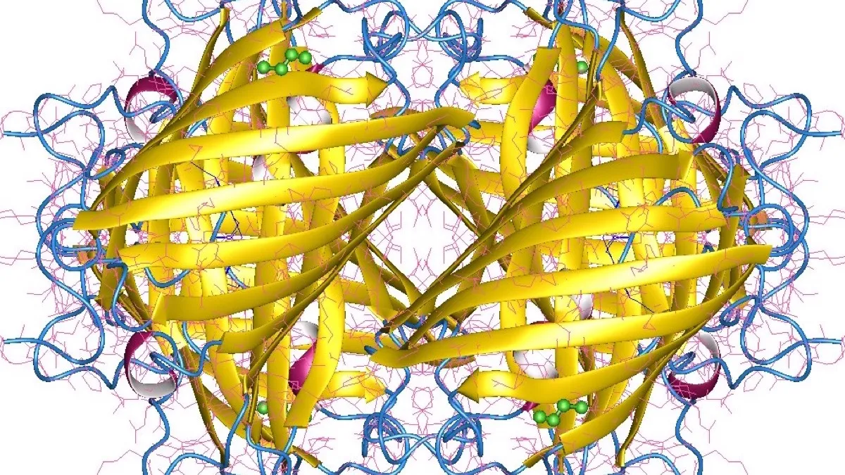 Estructura tridimensional de una proteína fluorescente amarilla, con su barril de láminas beta y el cromóforo al centro