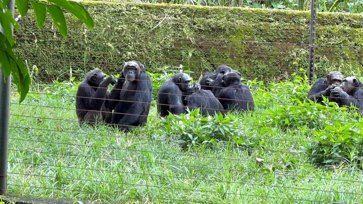 Chimpancé de rostro oscuro sentado en un centro de fauna silvestre