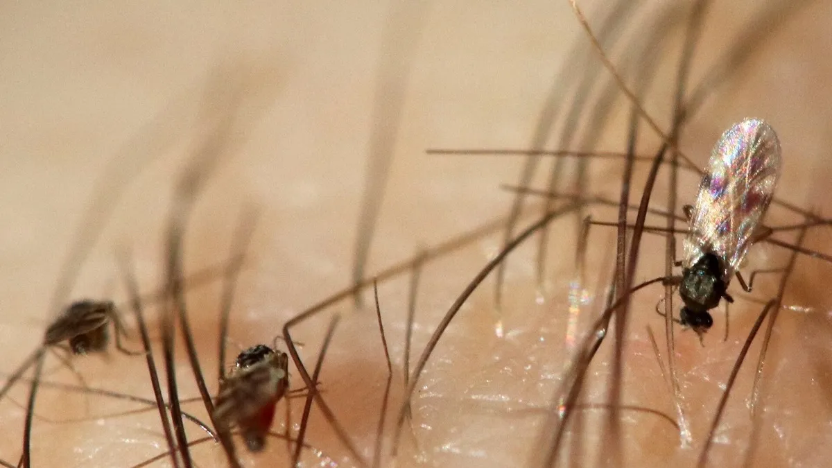 Primer plano de jejenes Culicoides picando la piel de un brazo con vello