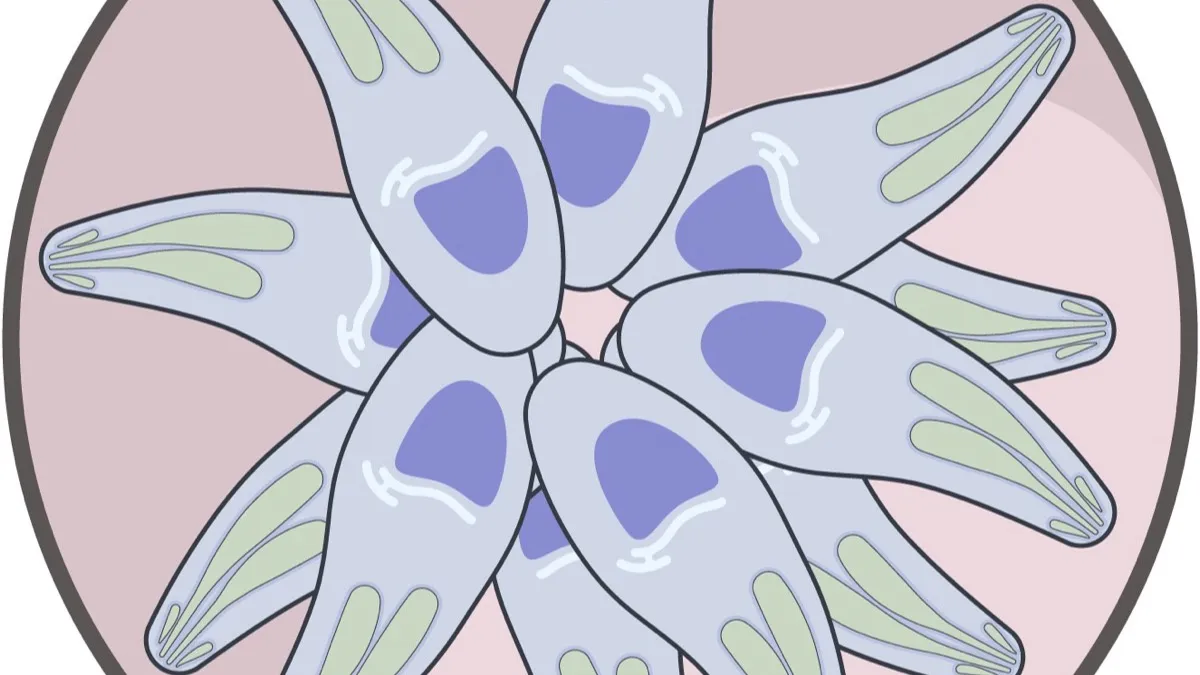 Ilustración científica de un taquizoíto de Toxoplasma gondii, con su forma de media luna y sus orgánulos internos