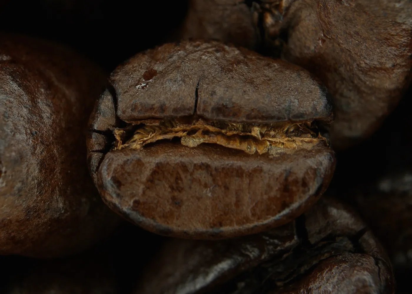 A shiny, oily coffee bean photographed up close
